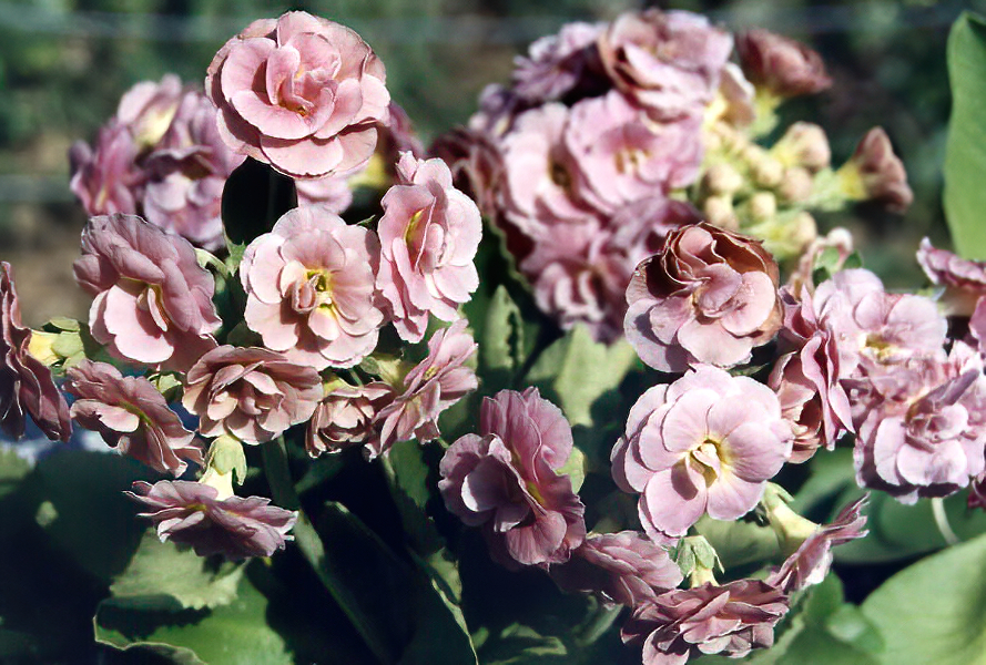Primula x pubescens hybrids () photo